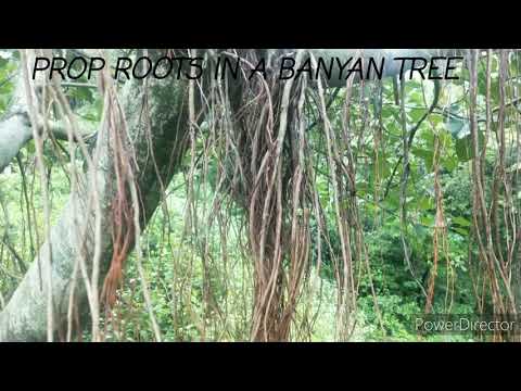 Video: Unterschied Zwischen Prop Root Und Stilt Root