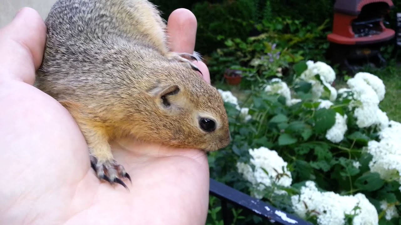Susełek Richardsona
