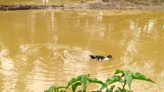 NATURE!! AN ORIGINAL DUCKUMENTORY!! WARM DUCKS IN THE COLD POND!! MUST WATCH