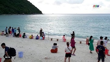 Vườn quốc gia Côn Đảo thả hơn 8.000 rùa con về biển | BRTgo