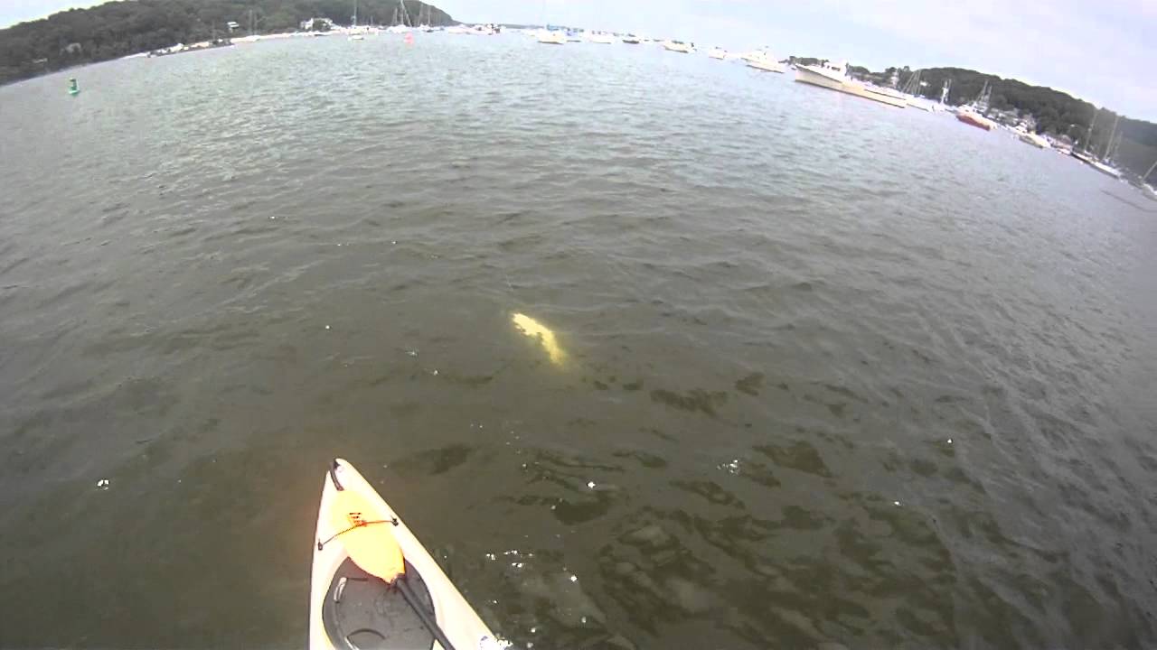 Fly fishing on the kayak., Northport , New york YouTube