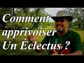 Comment apprivoiser un eclectus 