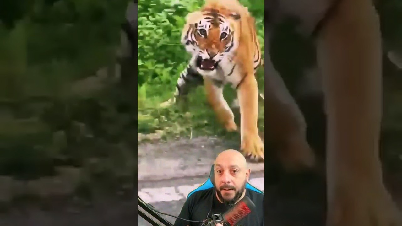 Tigre raivoso ataca veículo #animais #biólogohenrique #biologia #snake