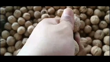 185 Walnut Inshell! How about 185 Walnut Inshell ?