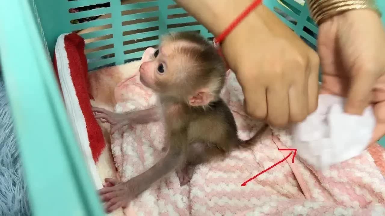 First Day At Night Mom Feeding Milk For Baby Tauch & Wipe Clean Him After
