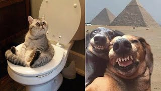 Funniest Cats And Dogs Videos 😍| Try Not To Laugh #42