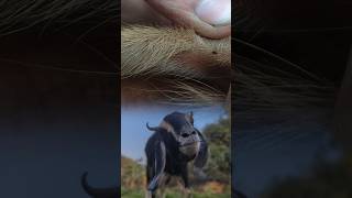 Cow Care &amp; Relief | Gentle Veterinary Treatment for Comfort 🐄