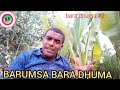 Barumsa Bara Dhuma