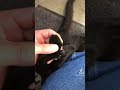 Strange Cat Paw