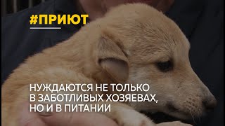 В приюте «Территория спасения» не хватает средств на корм для сотни собак и кошек