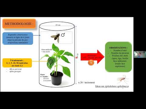 Vidéo: Identification de la cécidomyie prédatrice des pucerons - Comment trouver les œufs et les larves de la cécidomyie des pucerons