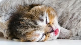 Newborn kitties 1 week old by Mimi & Max cats 101 views 2 years ago 2 minutes, 26 seconds