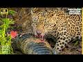 Wild Life Amazon Jungle: Jaguar vs Crocodile Survival Videos Discovery Channel