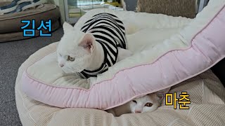 허당 김션 (적응력 짱인 행복한 고양이~)