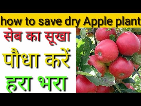वीडियो: सूखे सेब की खाद कैसे पकाएं
