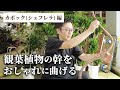 【カポック】初心者でもできる！観葉植物をビニール紐でおしゃれに曲げてみよう