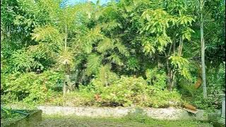  සමන්ත භද්‍රගේම දරුවා බව ඩී එන් ඒ වාර්තා තහවුරු කරයි#love #funny #travel #travel 