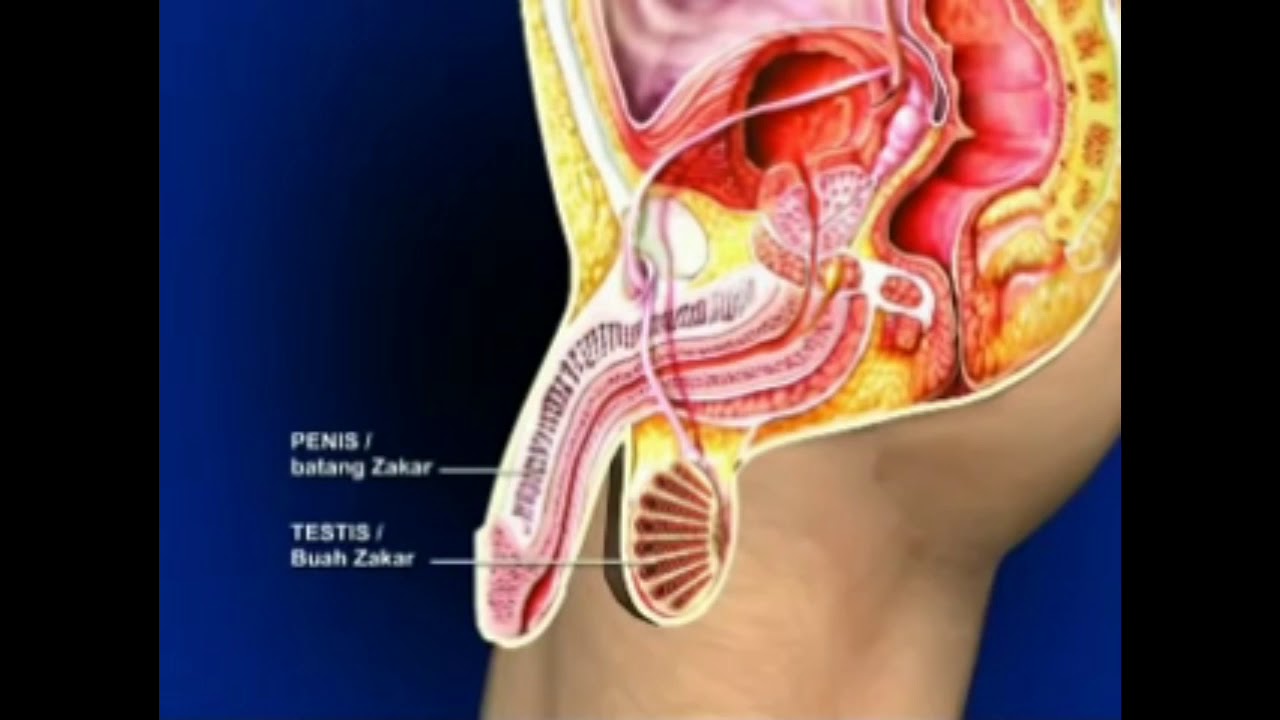 Sistem Reproduksi  Organ Reproduksi  Pria dan Wanita YouTube