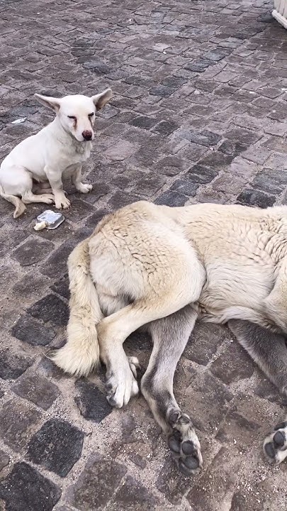 『お父さんは昼寝』カッパドキアにて YouTube