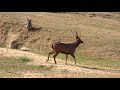 Mammals of Pench National Park and Red naped Ibis, India, Feb 2018