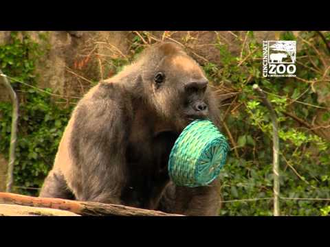 Chasse aux œufs de gorille 2016 - Zoo de Cincinnati