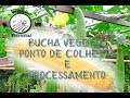 Bucha Vegetal colheita e processamento, canteiro de Quiabo com composto