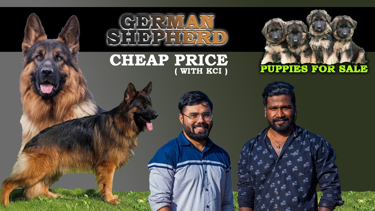 German Shepherd Dogs for sale | Puppy for Sale | Price List | Yazhli pet kennel