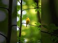Canary Singing in a Lush Forest 🌿 | Relaxing Bird Sounds #shorts