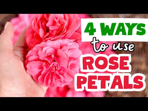 These Rose Petal Uses Will Blow Your Mind