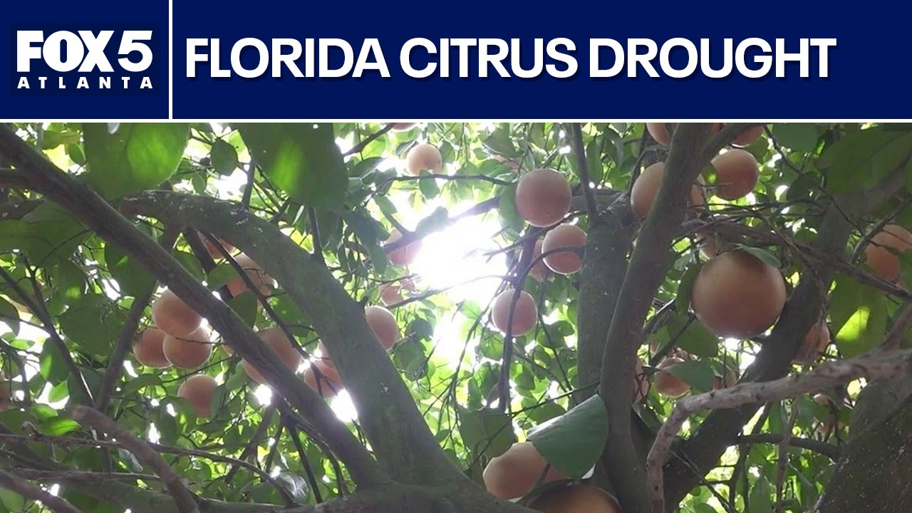 Florida's worst drought in 25 years hits citrus groves | FOX 5 News ...
