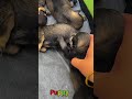 かわいい子犬の日常 #koreaPuppies #japanDogs