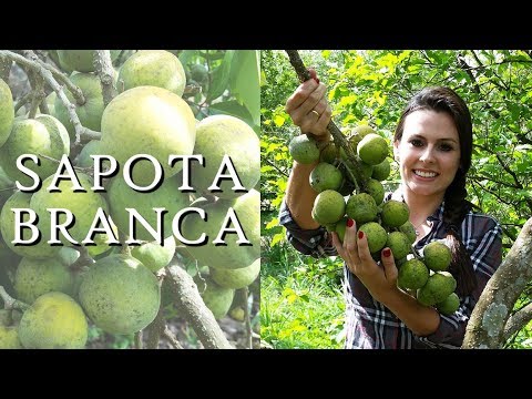 Video: Sapota Blanca