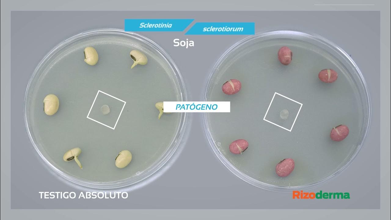 RizodermaTimeLapse Episodio 2 Rizoderma vs. Sclerotinia