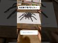 色鉛筆でクモ🕷️#イラストメイキング #イラスト #art #shorts