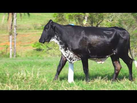 LOTE 30 8265CO