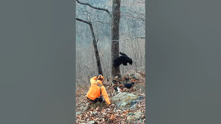 This bear wasn’t playing nicely!