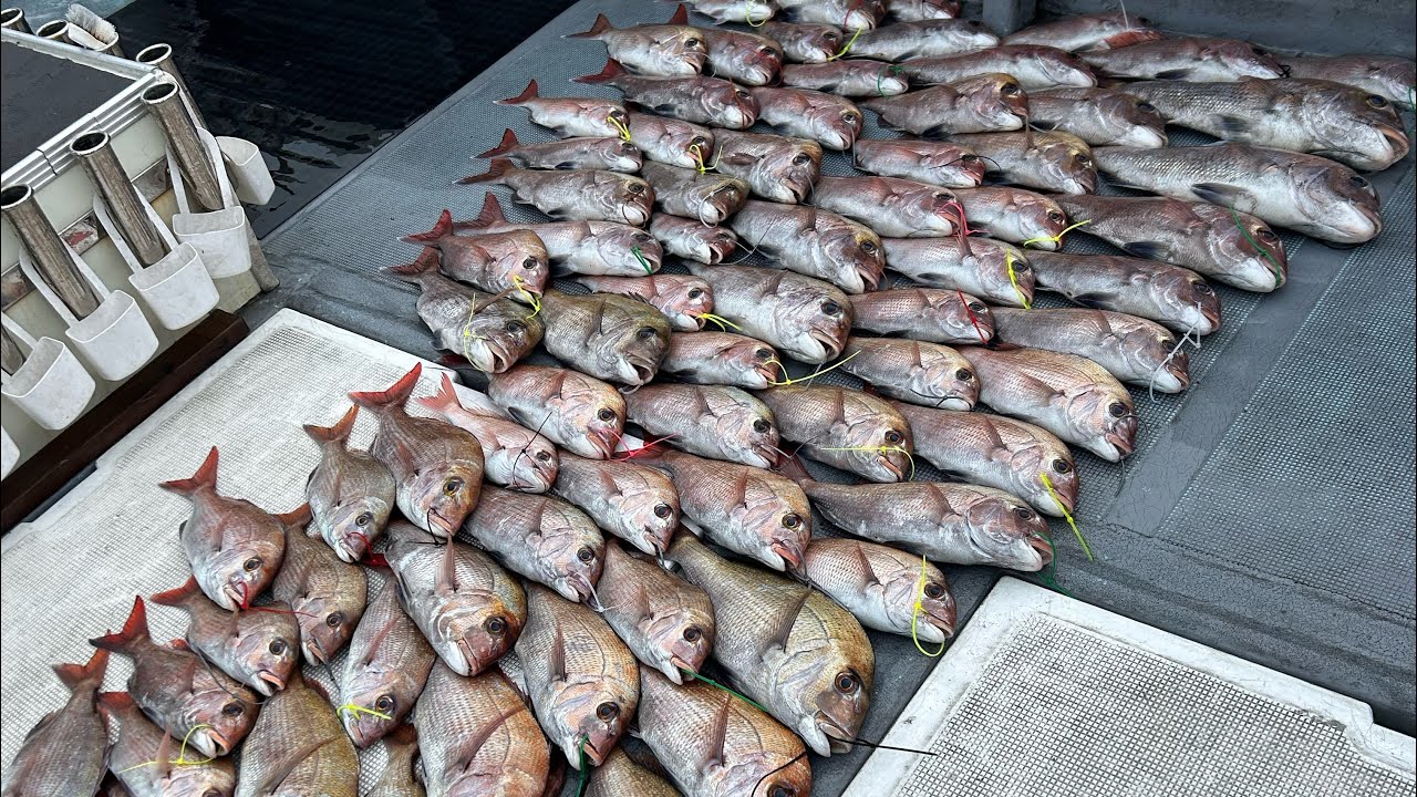 釣れすぎ注意！入れ喰いです！前半戦@金毘羅丸