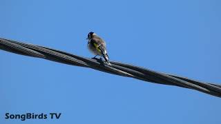 goldfinch powerline singing