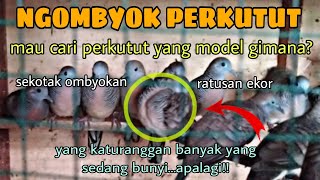 Ngombyok Perkutut Sekotak Ombyokan Ada Ratusan Ekor