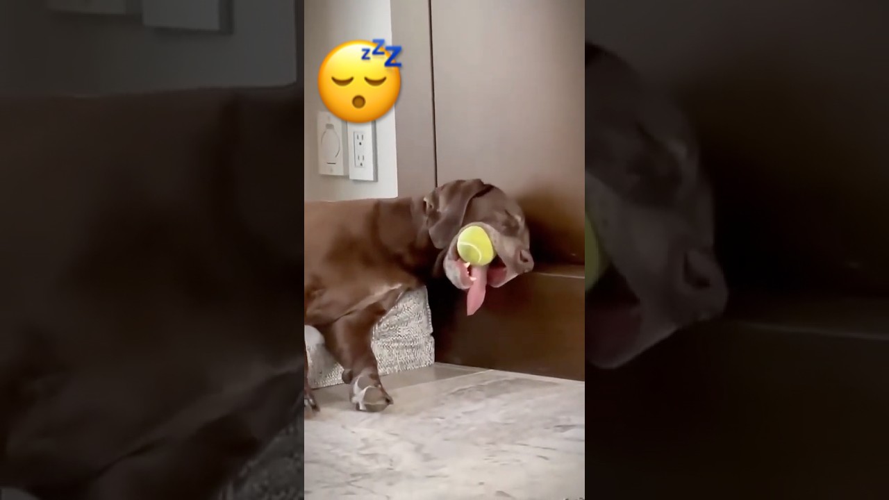 Instant Mood Boost! 🤣 The Funniest Dogs of The Week 
