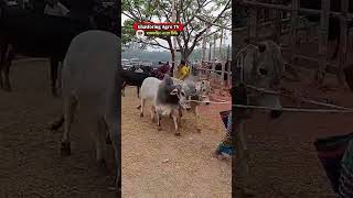 #viral #viralvideo #viralshorts #viralshort #viralvideos #trendingshorts #cow #goru #cows #vairal