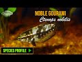 Noble Gourami | Species profile