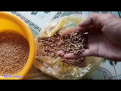 Video Bài Mồi Cám Tanh Chuyên câu cá trôi Rô Phi Chép Đã thử... - youtube