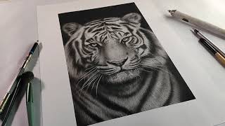 Easy Tiger drawing using Charcoal Powder