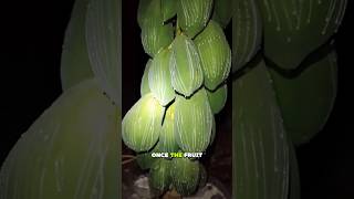 This White Liquid From Papaya Is Surprising