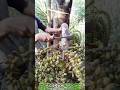 Incredible Sugar Palm Sap Tapping: Traditional Machete Cutting Technique