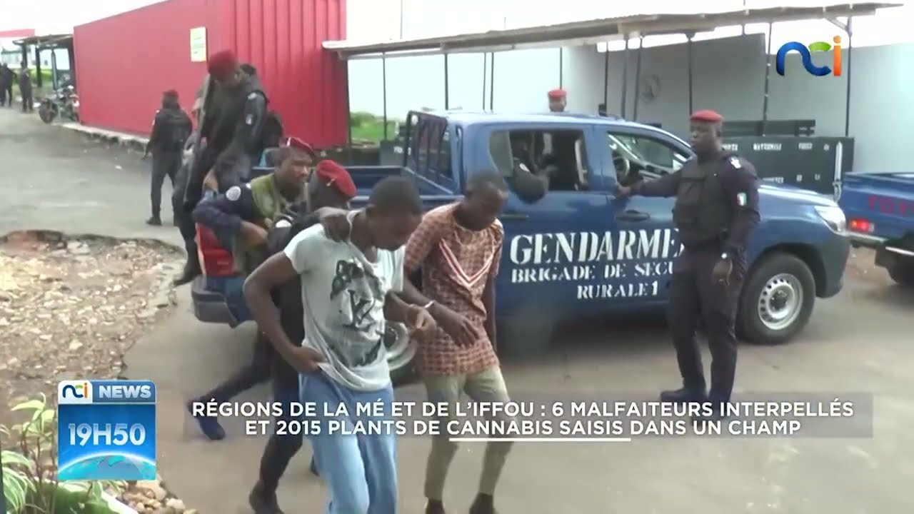 NCI News | 6 malfaiteurs interpellés et 2015 plants de cannabis saisis dans un champ.