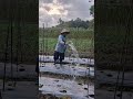 Smart farmer waters plants with unique tool-Agriculture farming #shorts