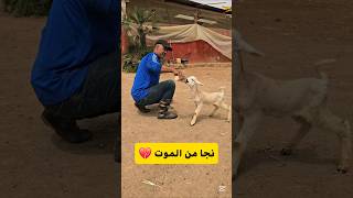إيهاب خروف جديدة تعتق من المو_ت 💔