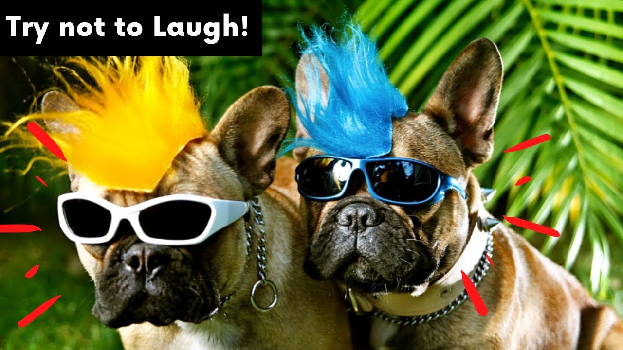 Epic Funny Animal Moments Try Not To Laugh YouTube